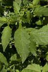 Black nightshade